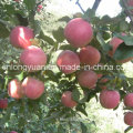 High Quality Carton Packing Chinese Fresh Qinguan Apple